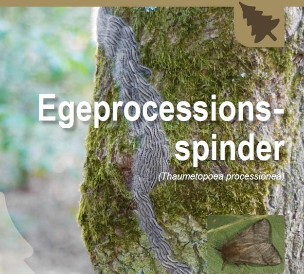 Egeprocessionsspindere